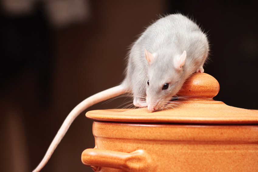 Rodents Exterminator - Services | Action Pest Control, Inc.