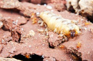Termite treatment ohio