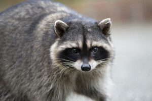 Potrait of a common raccoon