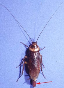 American Cockroach Exterminator
