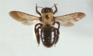 Bees Exterminator