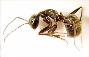 Carpenter Ants Exterminator