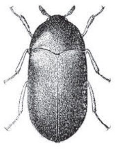 Carpet Beetles Exterminator