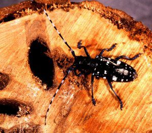 Picture of Asian Longhorned Beetle eating wood stump