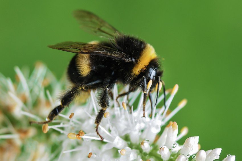 Ohio Bee Nest Removal | Action Pest Control, Inc.